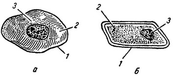 будова клітини