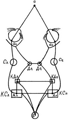 схема механізму бінокулярного зору