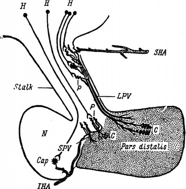 шляхи передачі гіпоталамічних впливів до гіпофізу