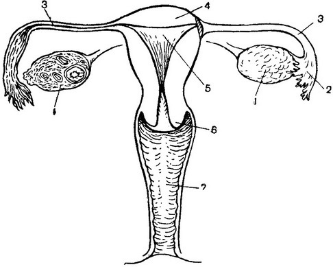 схема жіночих статевих органів