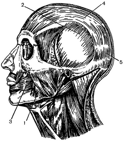 жувальні м'язи