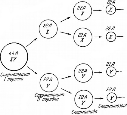 нормальний процес сперматогенезу