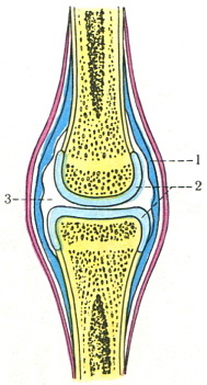 схема будови суглоба