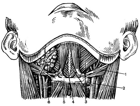 надпод'язичная область