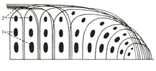 схема будови суглобового хряща