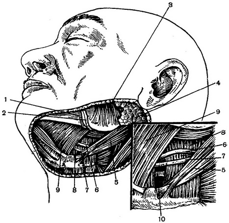 підщелепної трикутник із трикутником Пирогова
