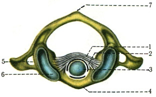 з'єднання 1 і 2 шийних хребців