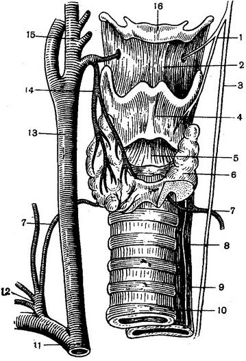 артерії і нерви гортані і щитовидної залози