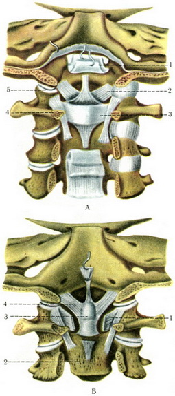 з'єднання шийних хребців і потиличної кістки