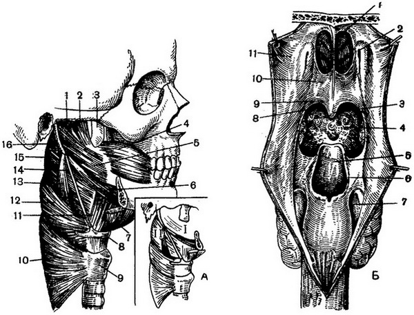 м'язи глотки