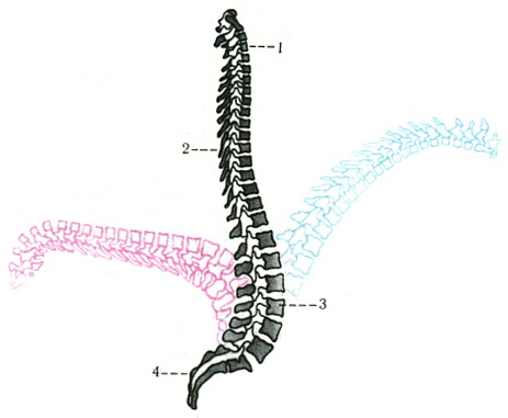 фізіологічні вигини хребта