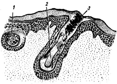 вид шкіри пальця під мікроскопом