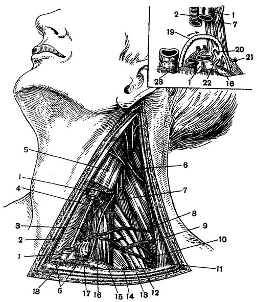 бічний трикутник шиї з топографією грудного лімфатичного протоку
