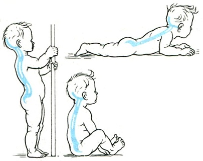 формування фізіологічних вигинів хребта у дитини