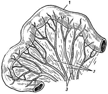 петля тонкої кишки