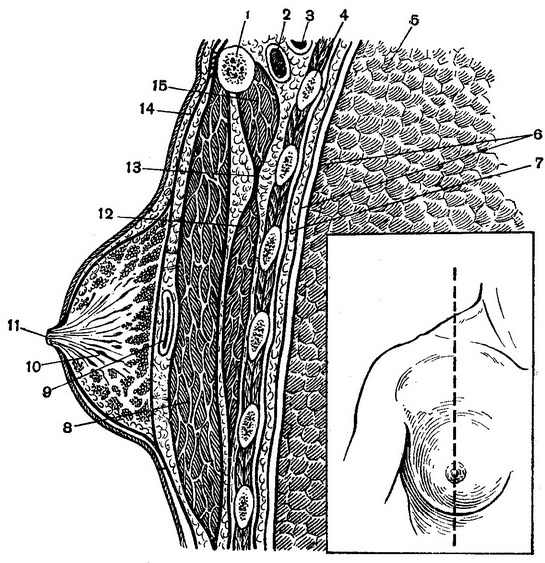 сагітальний розріз через молочну залозу