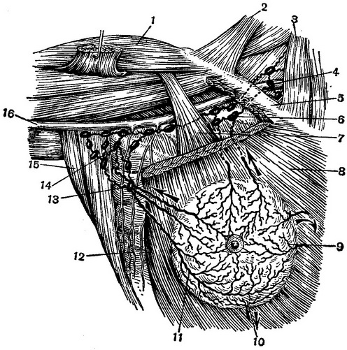 лімфатичні судини і вузли молочної залози