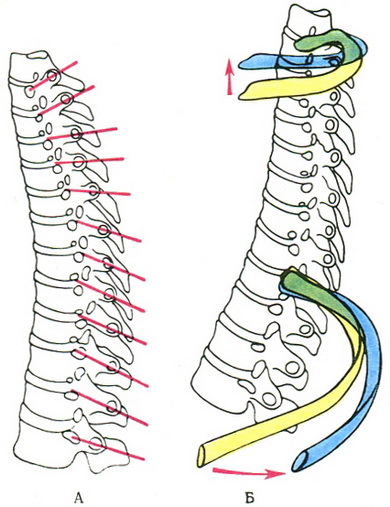 схема руху ребер