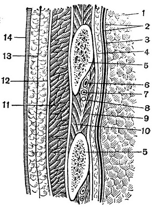 топографія міжреберного проміжку