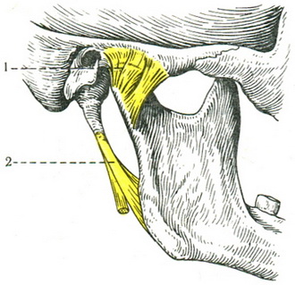 зв'язки скронево-нижньощелепного суглоба