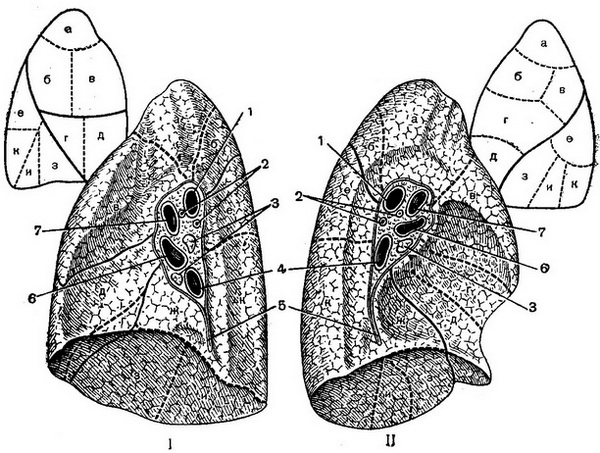 сегменти легень та топографія воріт легень