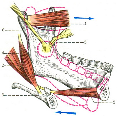 нижня щелепа як важіль