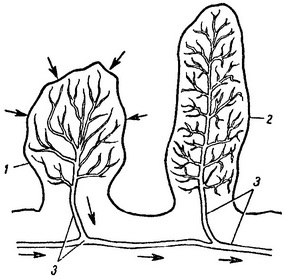 схема будови і роботи ворсинки