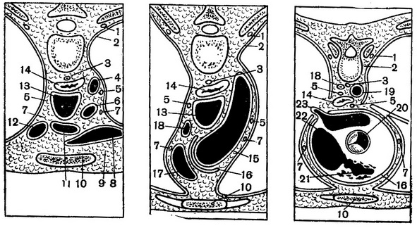 топографія органів середостіння на горизонтальних распилах