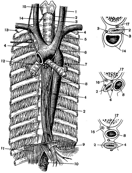 топографія органів заднього середостіння