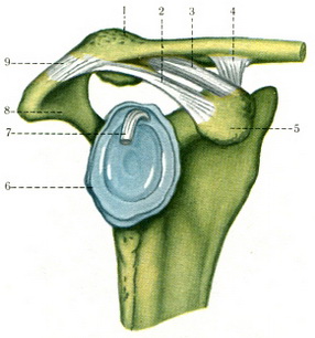 зв'язки акроміального кінця ключиці