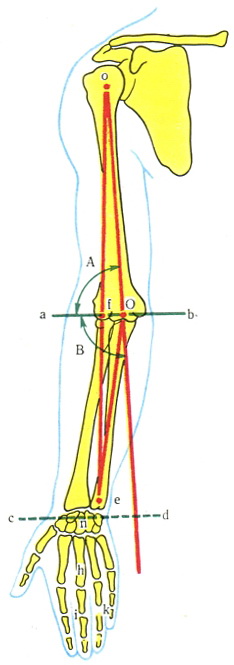 осі верхньої кінцівки