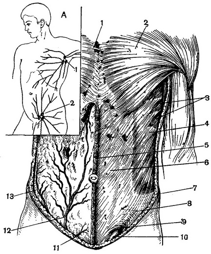 передня черевна стінка