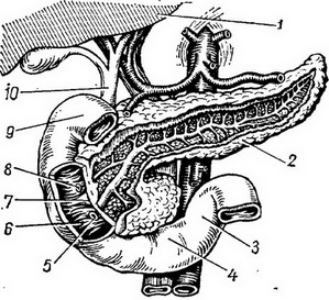 дванадцятипала кишка