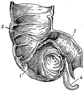 сліпа кишка (у розрізі