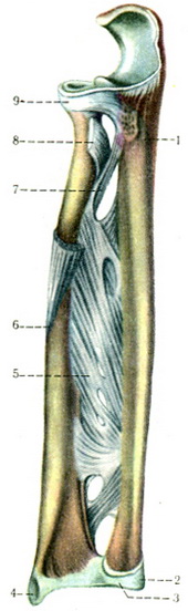з'єднання кісток передпліччя