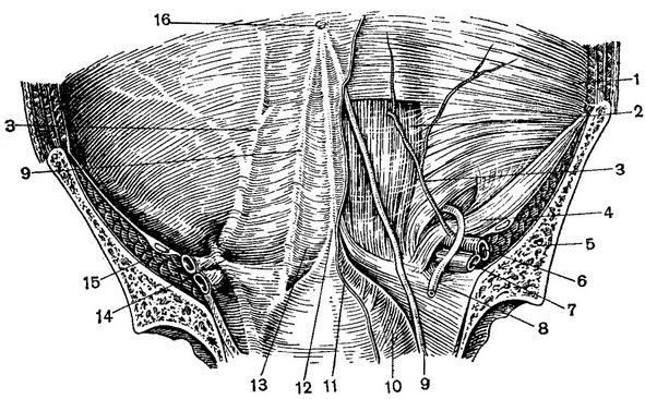 передня стінка живота вид з боку черевної порожнини