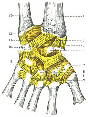 з'єднання кисті і зв'язки тильна поверхня