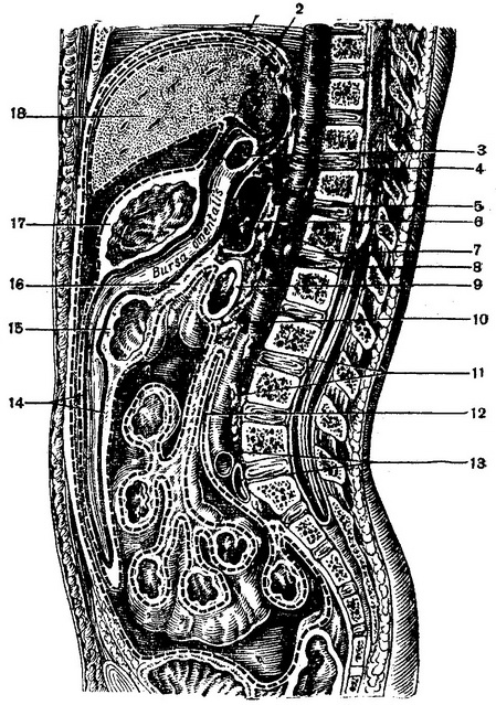 хід очеревини на сагітальному розрізі живота