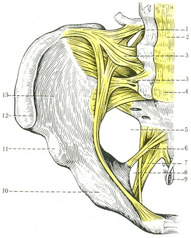 зв'язки тазу