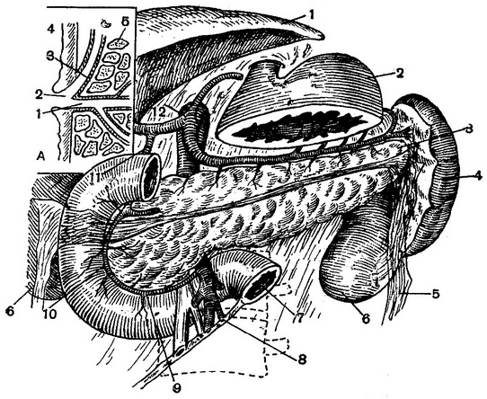 топографія дванадцятипалої кишки та підшлункової залози