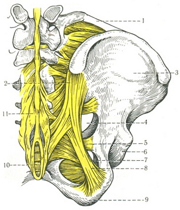 зв'язки тазу анатомія