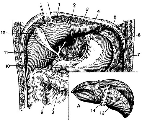 топографія печінки