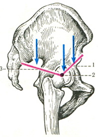 таз як важіль