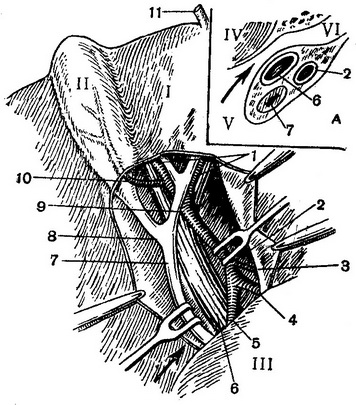 вміст печінково-дванадцятипалої зв'язки
