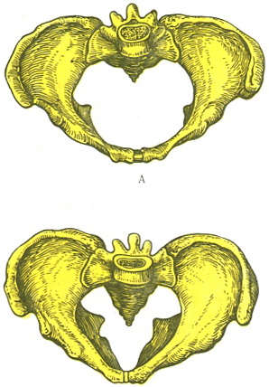 статеві особливості тазу