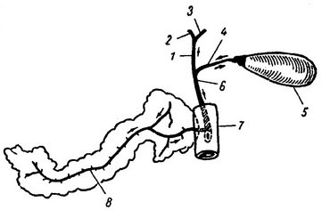 підшлункова залоза та шляхи виведення жовчі
