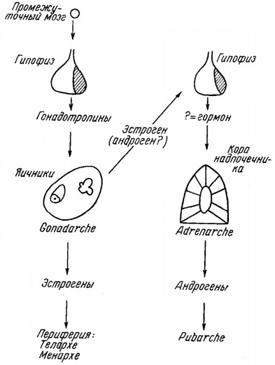 gonadarche і adrenarche