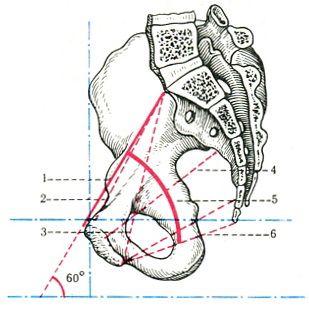 діаметри малого тазу і кут тазу