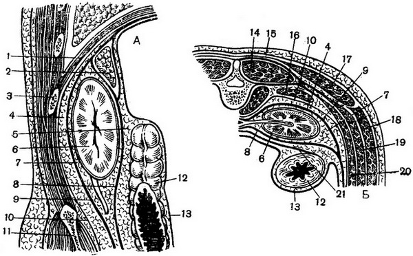 сагітальний і горизонтальний розрізи через нирку