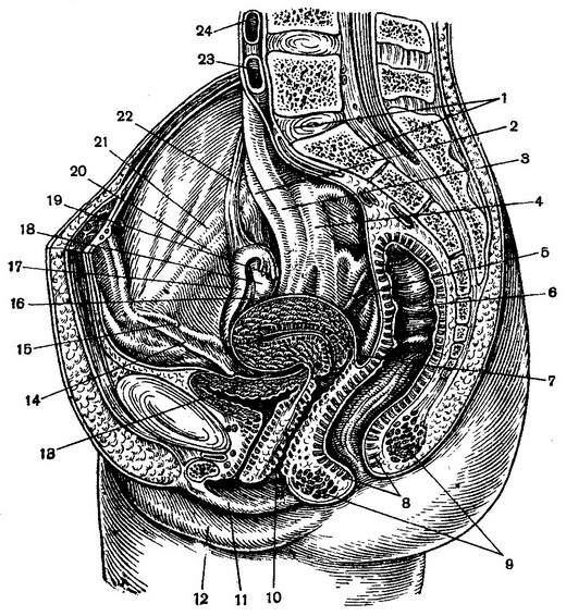 топографія органів жіночого таза на сагітальному розрізі